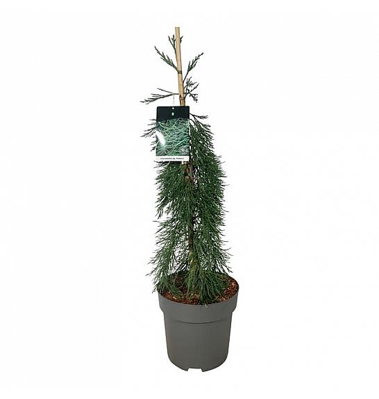 Sequoiadendron giganteum Pendulum C15 Lit. 80-100 cm