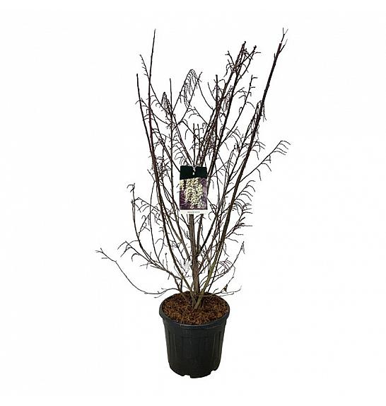 Stachyurus praecox C30 Lit. 125-150 cm extra