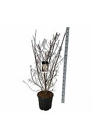 Stachyurus praecox C30 Lit. 125-150 cm extra