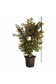 Stewartia pseudocamellia C55 Lit. 125-150 cm extra