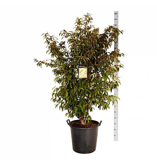 Stewartia pseudocamellia C55 Lit. 125-150 cm extra