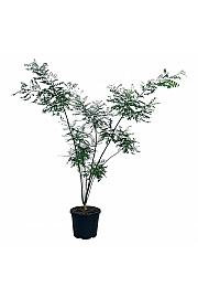 Styphnolobium japonicum C55 Lit. 175-200 cm extra