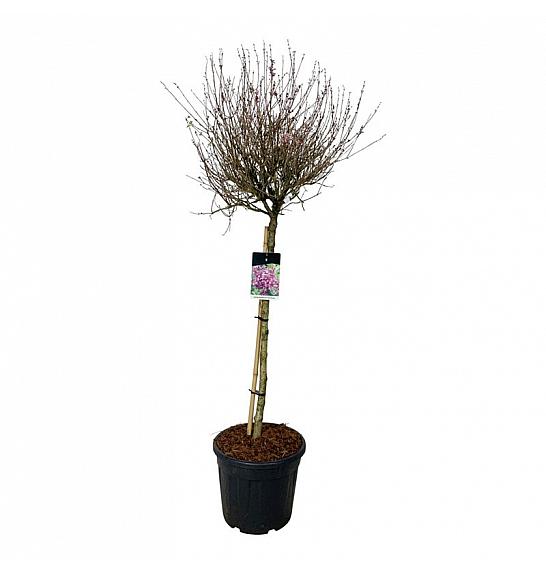 Syringa BLOOMERANG® Dark Purple C30 Lit. Na steblu 90 cm