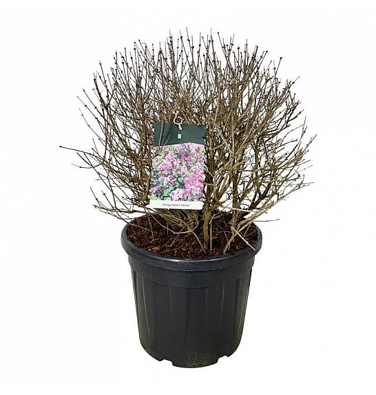 Syringa meyeri Palibin C55 Lit. 60-80 cm; Krogla extra