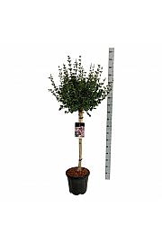 Syringa meyeri Palibin C15 Lit. Na steblu 80 cm