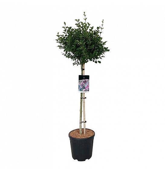 Syringa meyeri Palibin C15 Lit. Na steblu 90 cm