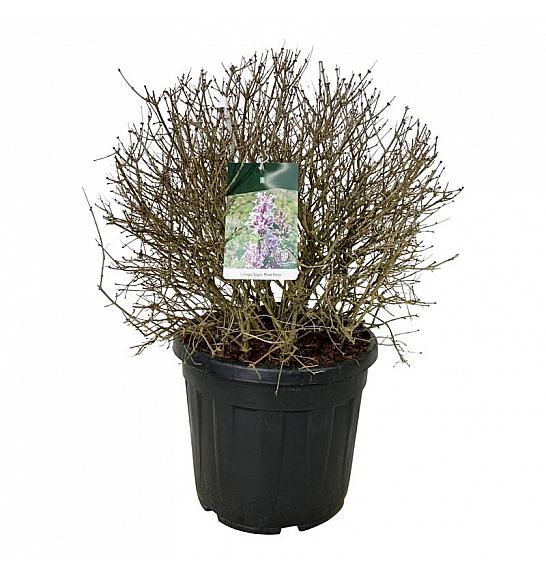 Syringa Sugar Plum Fairy C55 Lit. 60-80 cm; Krogla extra