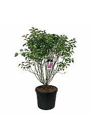 Syringa vulgaris Andenken an Ludwig Späth C90 Lit. 125-150 cm extra