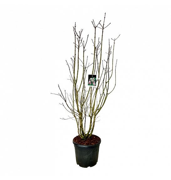 Syringa vulgaris Beauty of Moscow C55 Lit. 175-200 cm extra