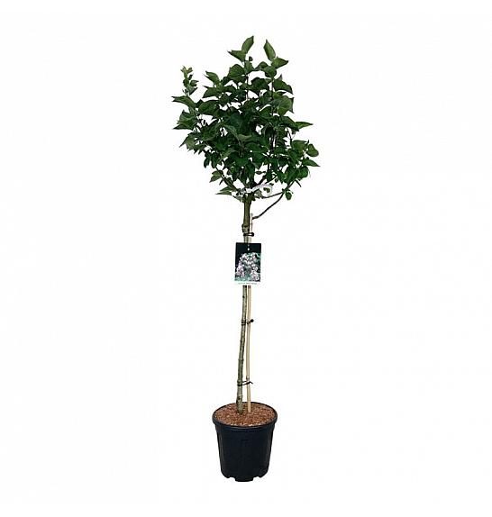 Syringa vulgaris Beauty of Moscow C15 Lit. Na steblu 90 cm