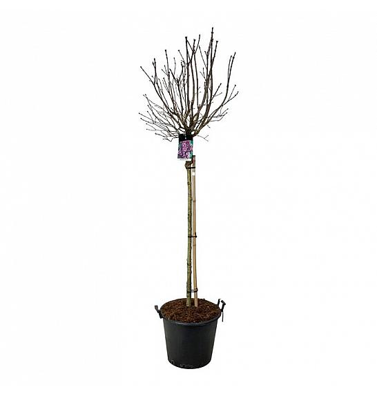 Syringa vulgaris Charles Joly C55 Lit. Na steblu 120 cm extra