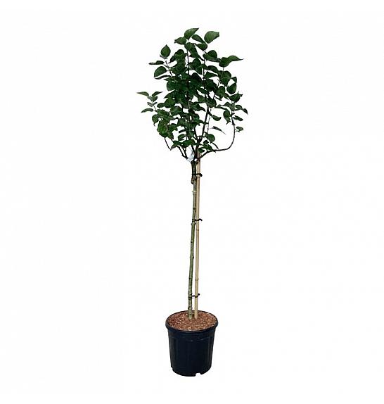 Syringa vulgaris Lila Wonder C15 Lit. Na steblu 90 cm