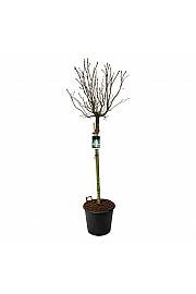 Syringa vulgaris Mme Lemoine C55 Lit. Na steblu 120 cm extra