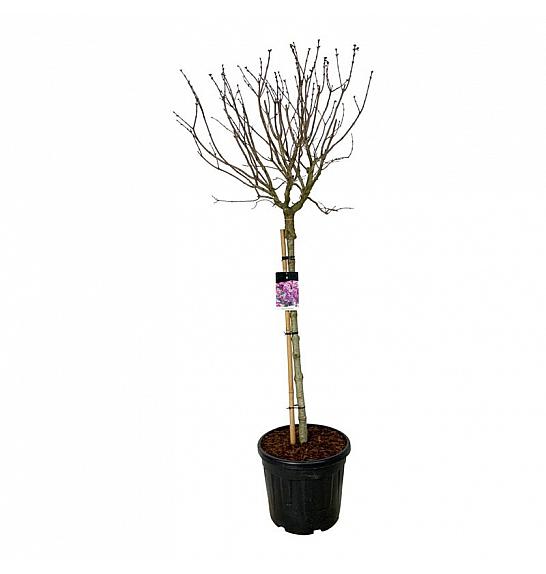 Syringa vulgaris Sensation C55 Lit. Na steblu 120 cm extra