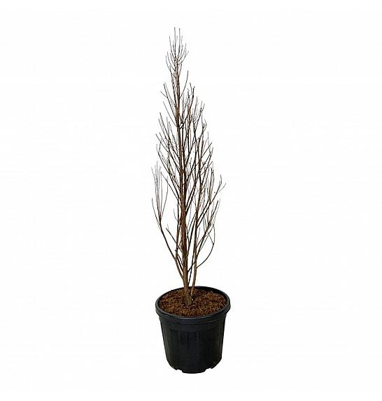 Taxodium distichum Lindseys Skyward C55 Lit. 150-175 cm extra