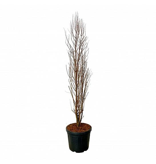 Taxodium distichum Lindseys Skyward C55 Lit. 175-200 cm extra