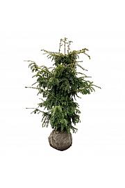 Taxus baccata Dovastonii Aurea bala 120-140 cm extra