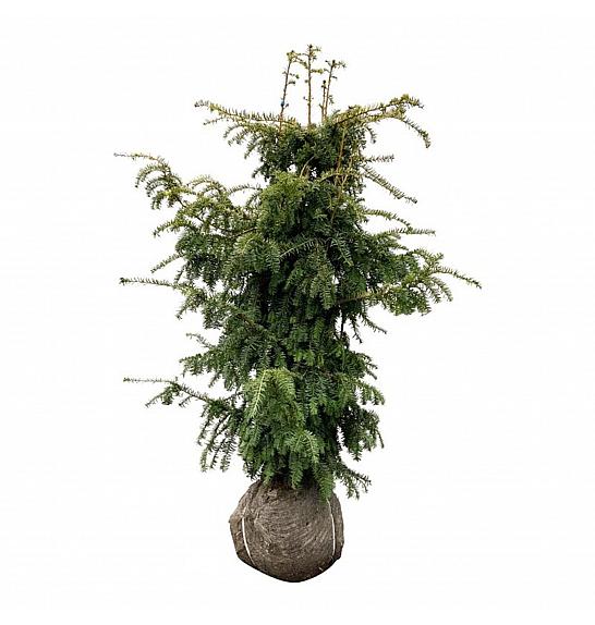 Taxus baccata Dovastonii Aurea bala 120-140 cm extra