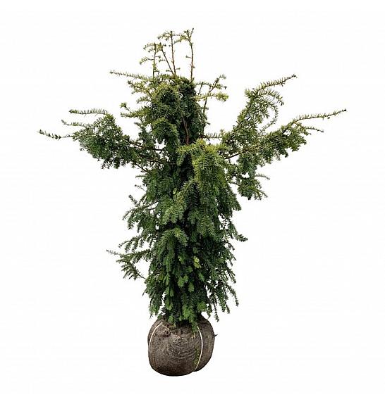 Taxus baccata Dovastonii Aurea bala 140-160 cm extra