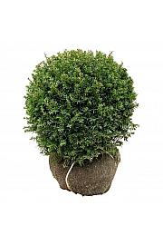 Taxus baccata Höpkens Gigant bala 45-50 cm; Krogla extra