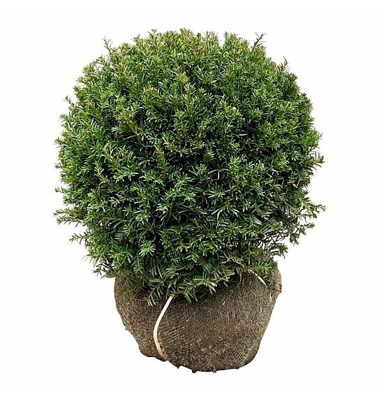 Taxus baccata Höpkens Gigant bala 45-50 cm; Krogla extra