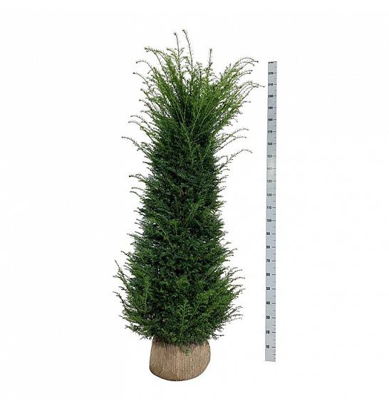 Taxus baccata bala 180-200 cm extra