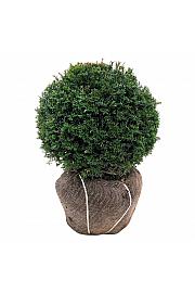 Taxus baccata bala 45-50 cm; Krogla extra
