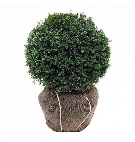Taxus baccata bala 45-50 cm; Krogla extra