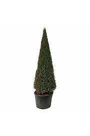 Taxus baccata C130 Lit. 200-225 cm; Piramida