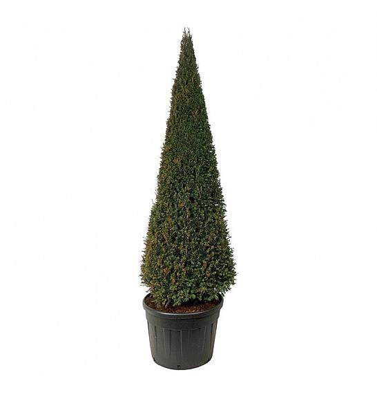 Taxus baccata C130 Lit. 200-225 cm; Piramida