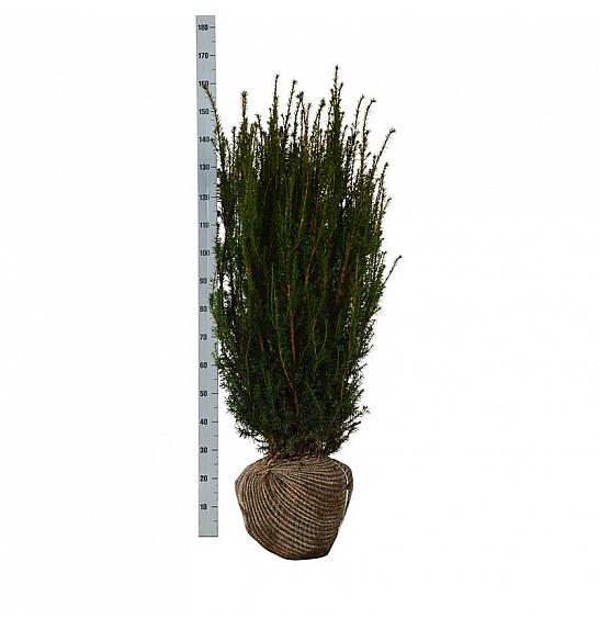 Taxus media Hicksii bala 100-120 cm extra