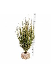 Taxus media Hicksii bala 60-80 cm