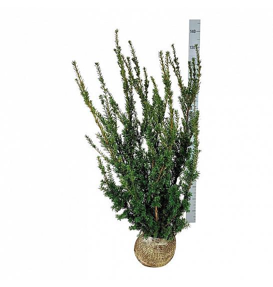 Taxus media Hillii bala 100-120 cm