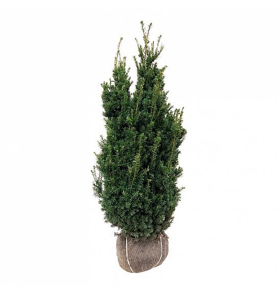 Taxus media Hillii bala 100-120 cm extra