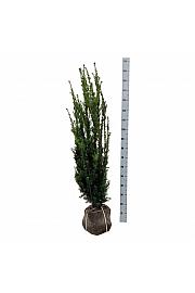 Taxus media Hillii bala 120-140 cm