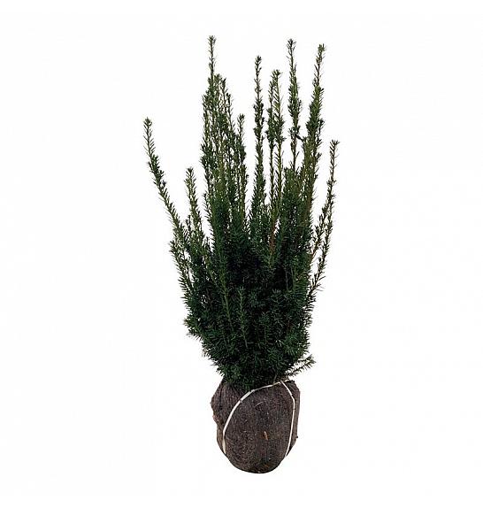 Taxus media Hillii bala 80-100 cm extra