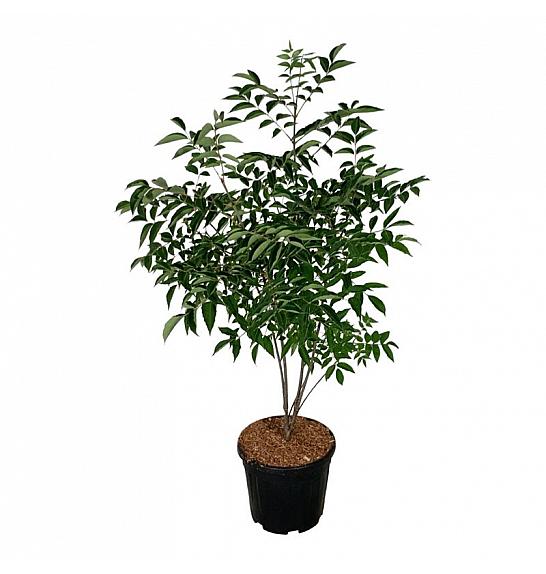 Tetradium daniellii C15 Lit. 100-125 cm