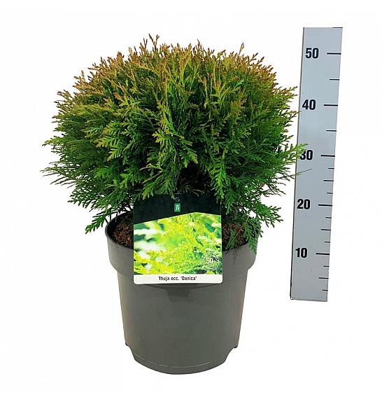 Thuja occidentalis Danica C7 Lit. 30-35 cm