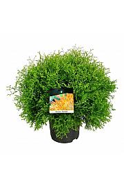 Thuja occidentalis Fire Chief C7 Lit. 40-50 cm