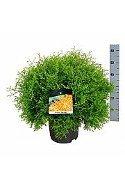 Thuja occidentalis Fire Chief C7 Lit. 40-50 cm