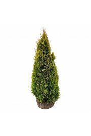 Thuja occidentalis Golden Smaragd PBR bala 100-120 cm extra