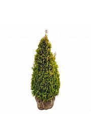 Thuja occidentalis Golden Smaragd PBR bala 80-100 cm extra