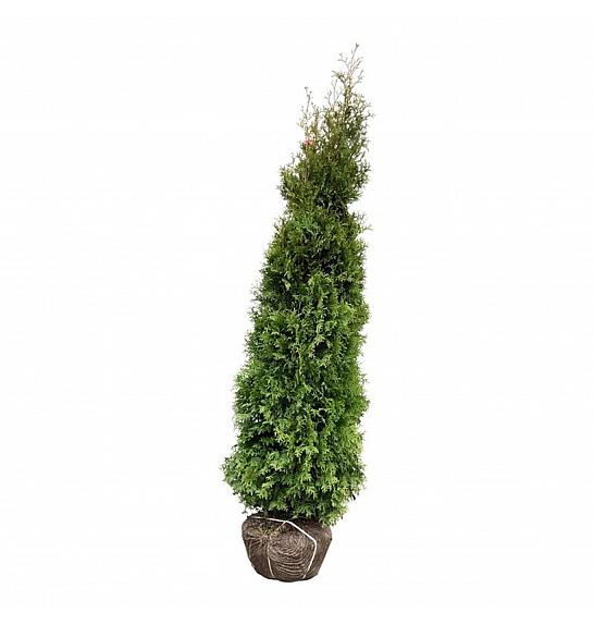 Thuja occidentalis King of Brabant PBR bala 225-250 cm extra