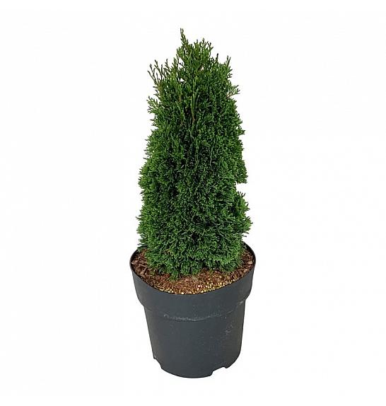 Thuja occidentalis Maks C4 Lit. 25-30 cm