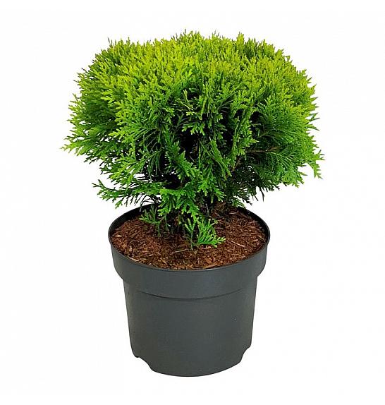 Thuja occidentalis Mirjam C7 Lit. 30-40 cm