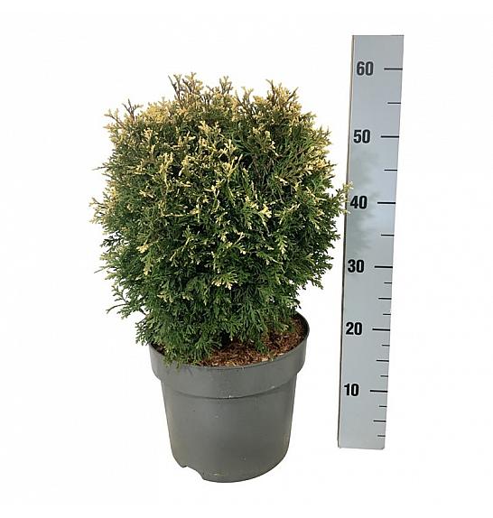 Thuja occidentalis Piccadilly C7,5 Lit. 30-40 cm