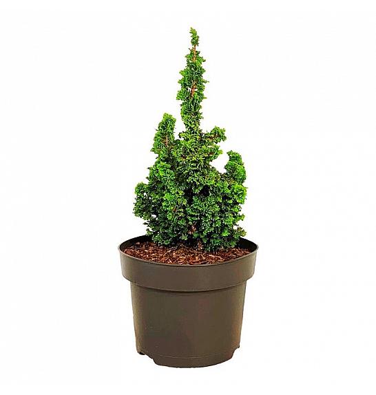 Thuja occidentalis Primo C5 Lit. 15-20 cm