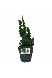 Thuja occidentalis Primo C4 Lit. 25-30 cm
