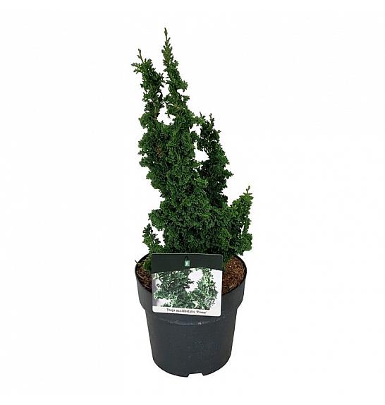Thuja occidentalis Primo C4 Lit. 25-30 cm
