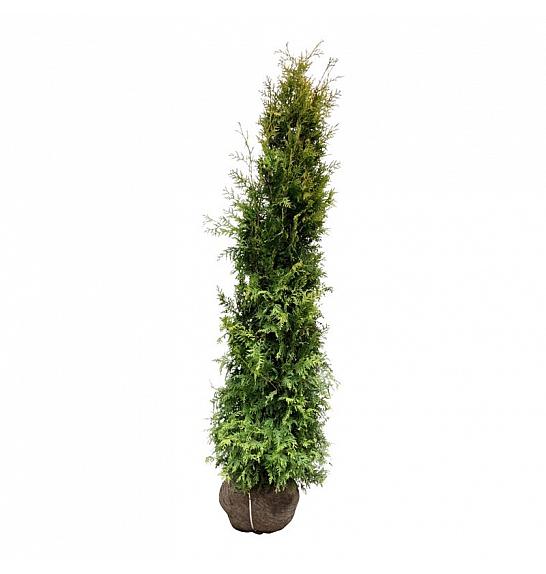 Thuja occidentalis Salland bala 180-200 cm extra